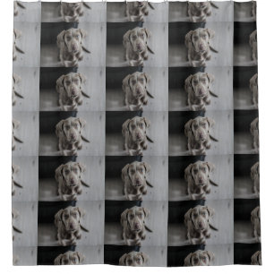 weimaraner-puppy shower curtain