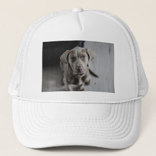 weimaraner-puppy trucker hat