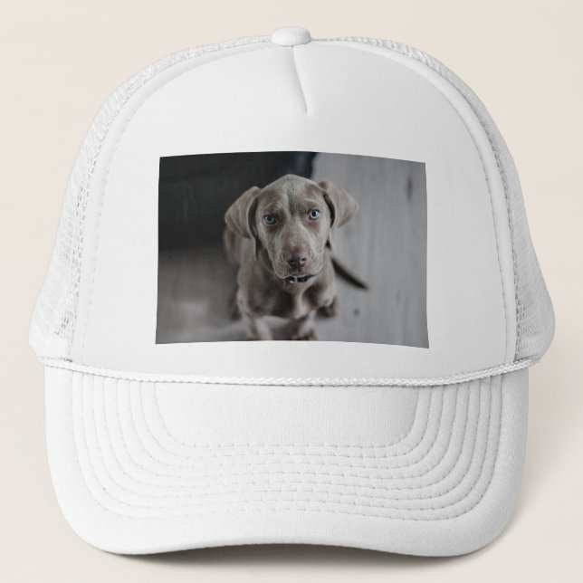 weimaraner-puppy trucker hat (Front)