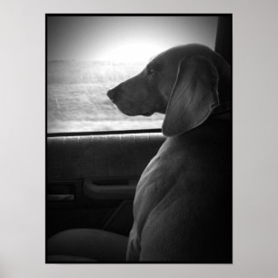 Weimaraner Riding Shotgun - Canvas Poster