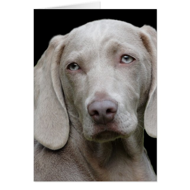 Weimaraner Silver Grey (Front)