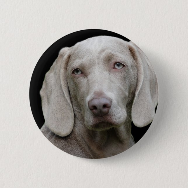 Weimaraner Silver Grey 6 Cm Round Badge (Front)