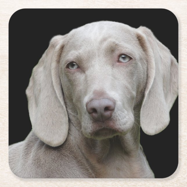 Weimaraner Silver Grey Square Paper Coaster (Front)