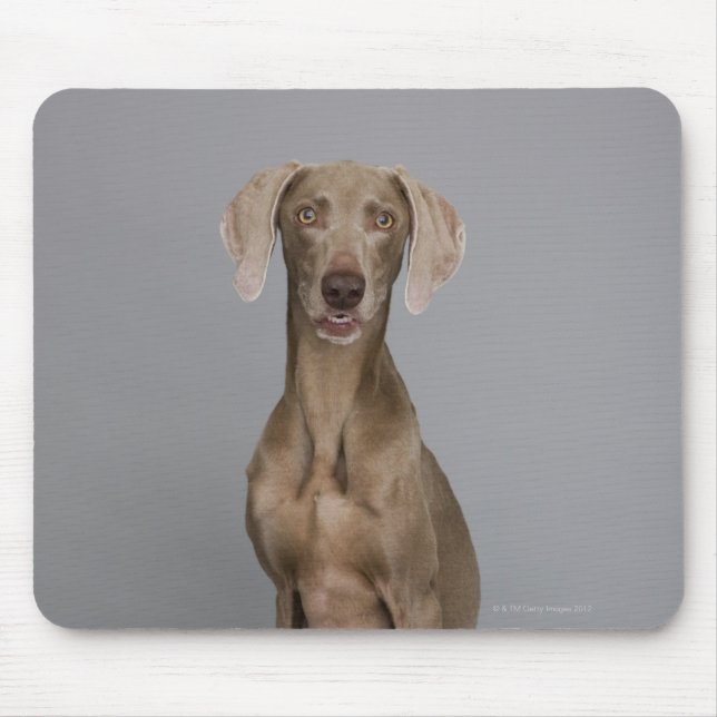 Weimaraner sitting, studio shot mouse pad (Front)