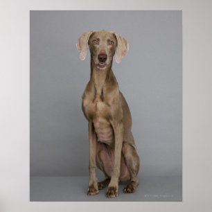 Weimaraner sitting, studio shot poster