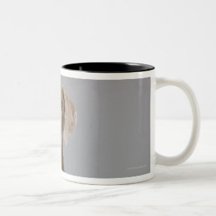 Weimaraner sitting, studio shot Two-Tone coffee mug