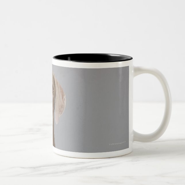Weimaraner sitting, studio shot Two-Tone coffee mug (Right)