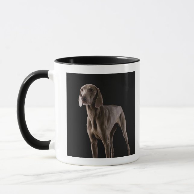 Weimaraner, studio shot mug (Left)