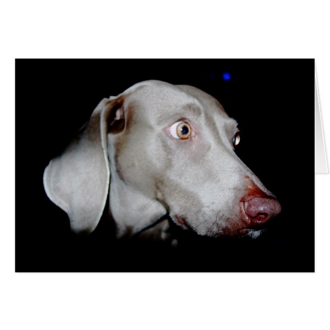 Weimaraner - The Grey Ghost (Front Horizontal)