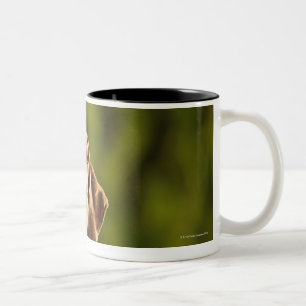Weimaraner Two-Tone Coffee Mug