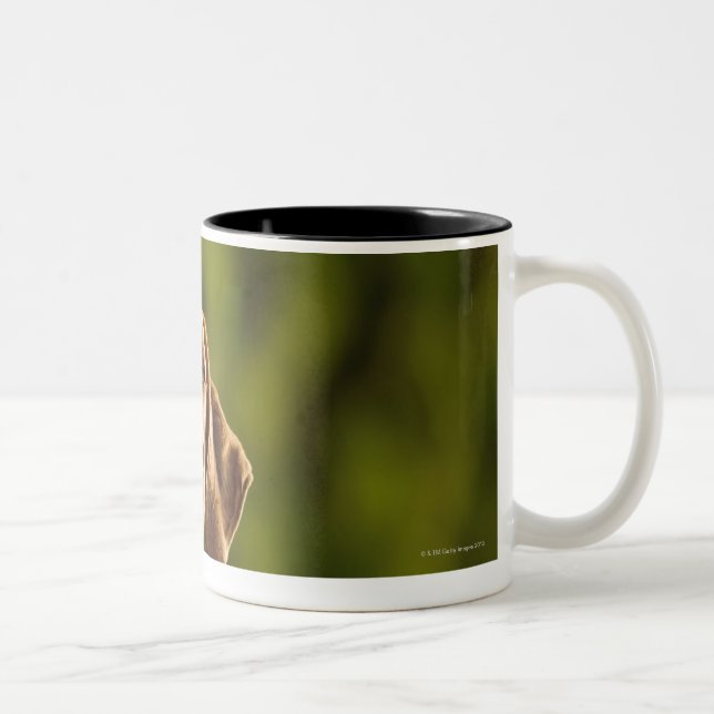 Weimaraner Two-Tone Coffee Mug (Right)