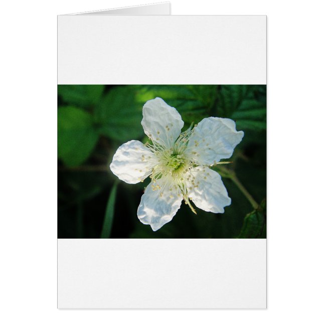 Weisse Brombeerblüte (Front)