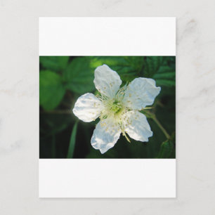 Weisse Brombeerblüte Postcard