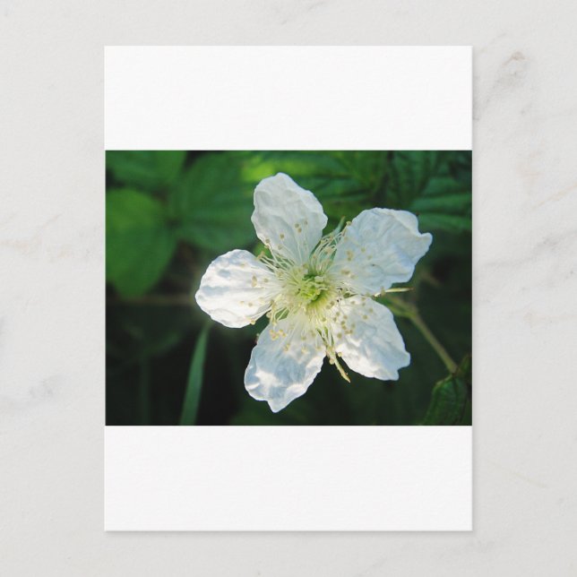 Weisse Brombeerblüte Postcard (Front)