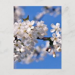 Weisse Kirschblüten Postcard