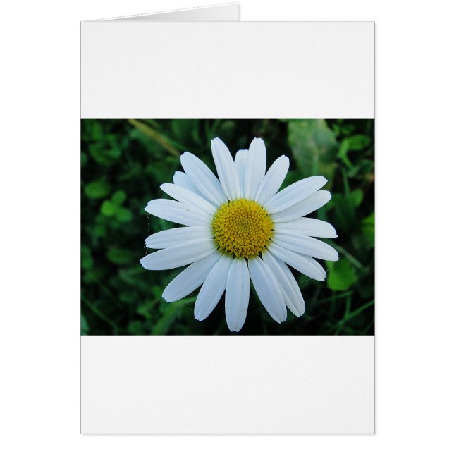 Weisse Margerite (Front)