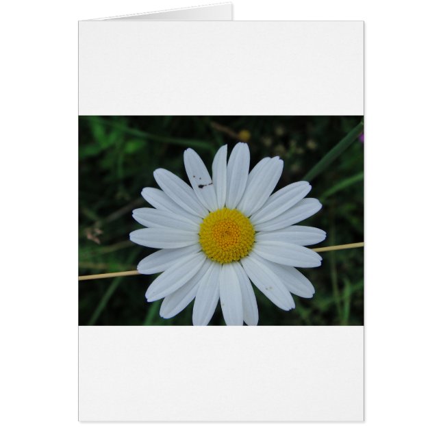 Weisse Margerite auf Stäbchen (Front)