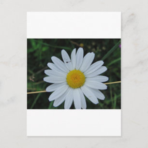 Weisse Margerite auf Stäbchen Postcard