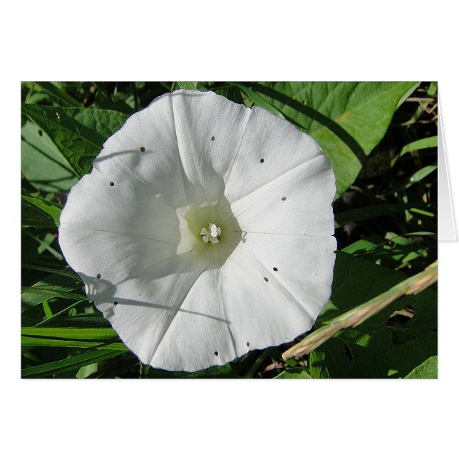 Weisse Windenblüte, Grusskarte, blanko (Front Horizontal)