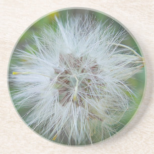 Weisse, zarte Wildblume Coaster