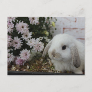weißes Häschen, Kaninchen mit Blumen Osterhase Postcard