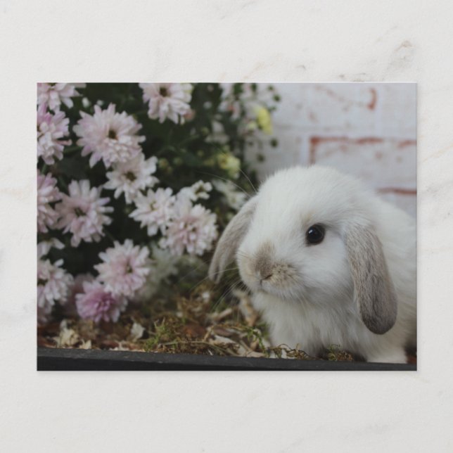 weißes Häschen, Kaninchen mit Blumen Osterhase Postcard (Front)