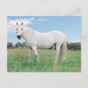 weißes Pferd Postcard