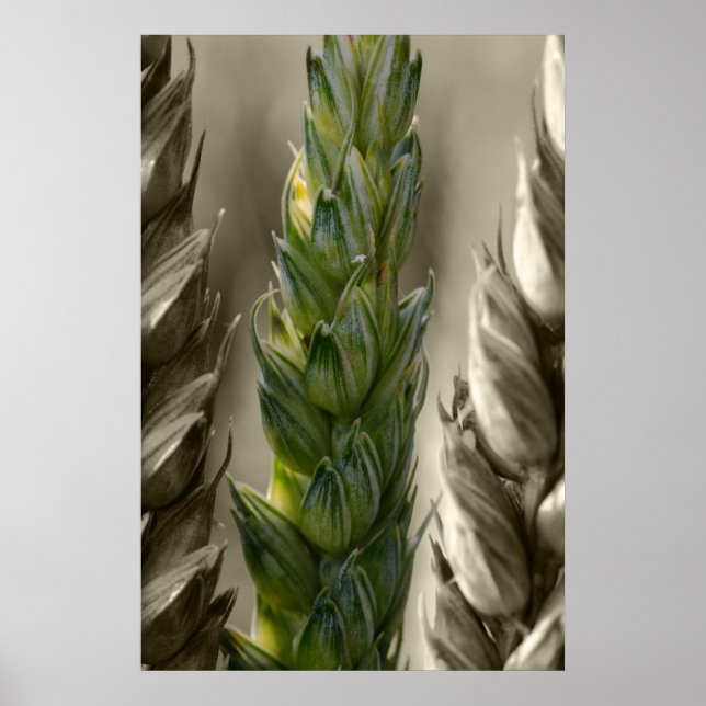 Weizen-Wheat Poster (Front)