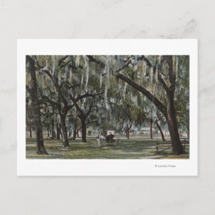 Welaka, FL - View of Welaka Park & Mossy Trees Postcard