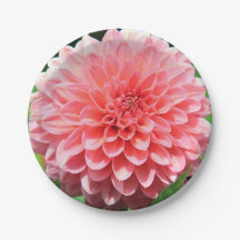 Welcome Spring with a Giant Pink Dahlia