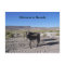 Welcome to Nevada Postcard with 2 burros