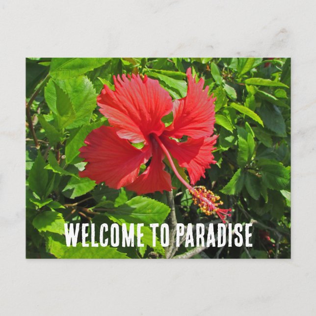 Welcome To Paradise Tropical Flower Beach House Postcard (Front)