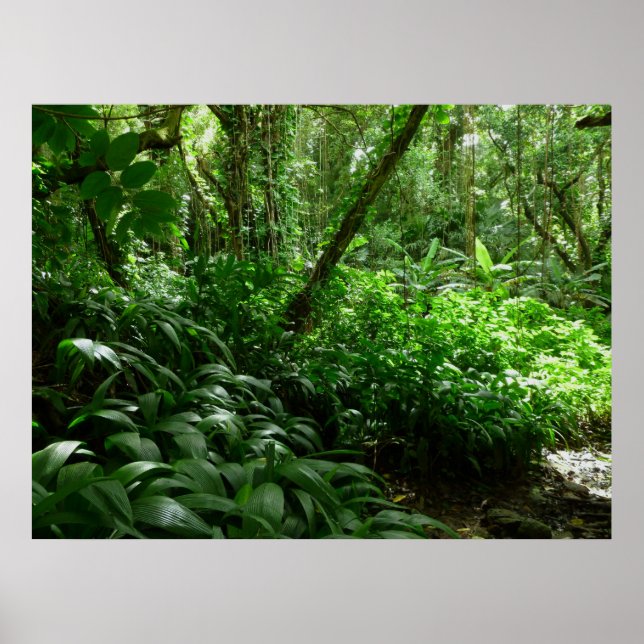 Welcome to the jungle! poster (Front)