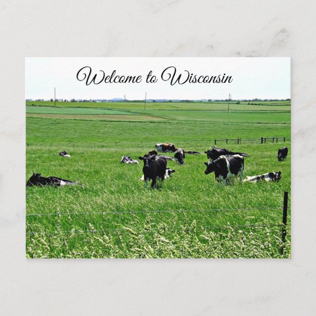 Welcome to Wisconsin Cows in Field Postcard (Front)