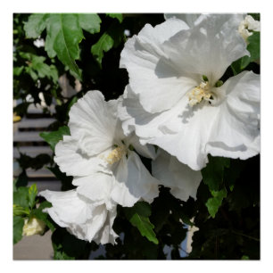 welcoming white flowers poster