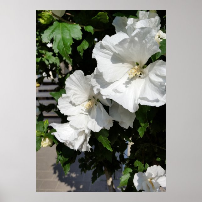 welcoming white flowers poster (Front)