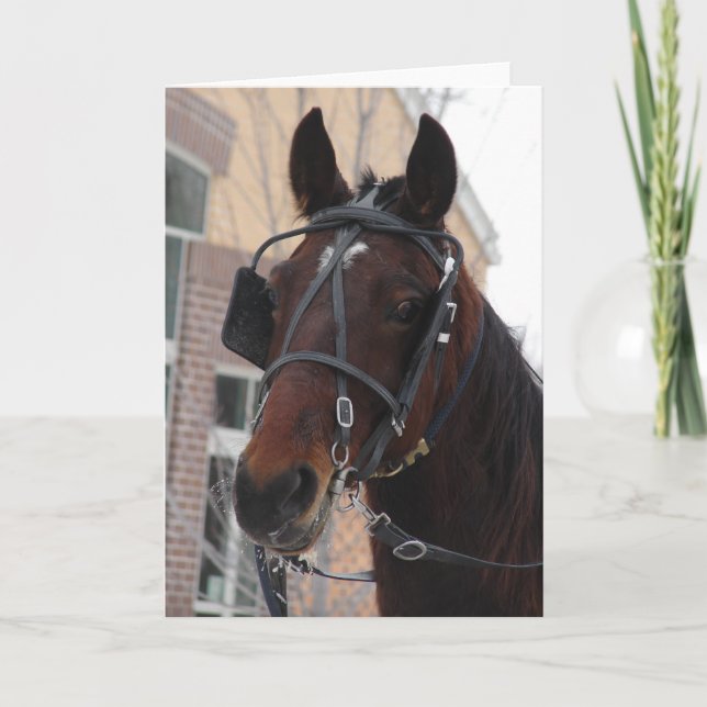 Well Hello There, An Amish Horse Card (Front)