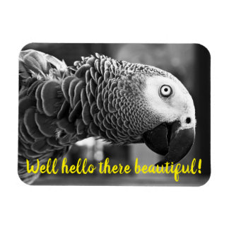 Well hello there beautiful - A creepy grey parrot Magnet
