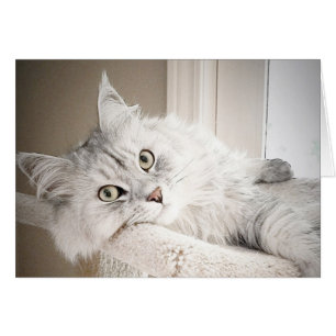 Well, MEOW card