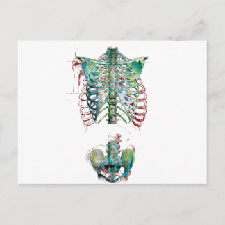 Wellcoda Human Body Rib Cage Skeleton Fun Postcard