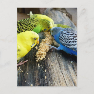 Wellensittiche (Melopsittacus undulatus) Postcard