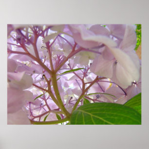 Wellness Healing Touch art gifts Hydrangea Flowers Poster