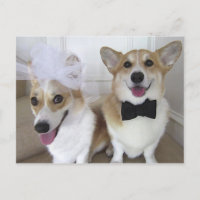 WELSH CORGI BRIDE AND GROOM