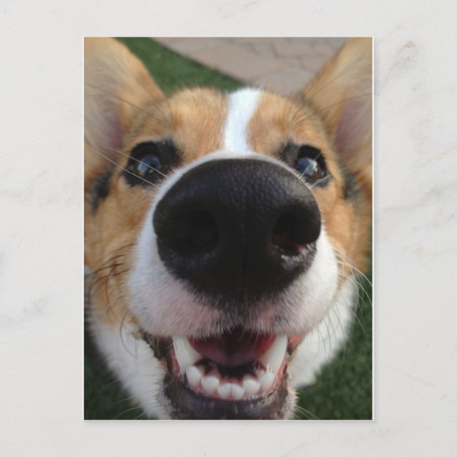 Welsh Corgi Dog Nose Collection Postcard (Front)