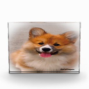 Welsh Corgi Dog. Photo Block