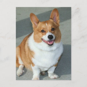 Welsh Corgi Postcard