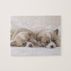 Welsh Corgi Puppies Jigsaw Puzzle