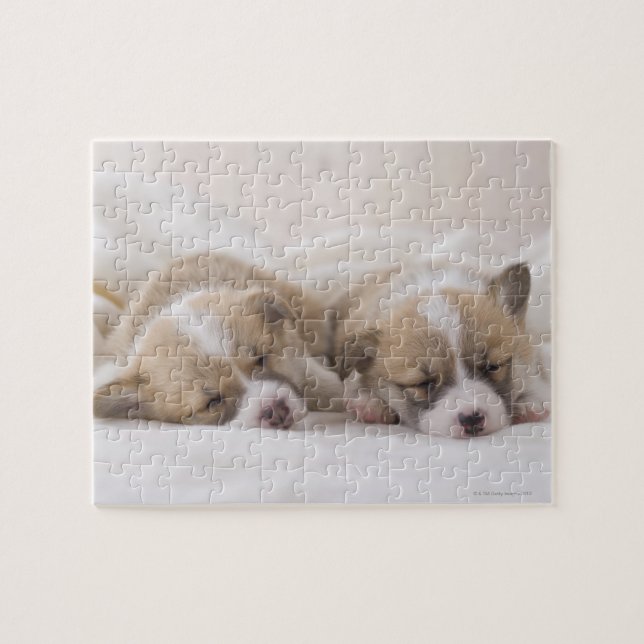 Welsh Corgi Puppies Jigsaw Puzzle (Horizontal)