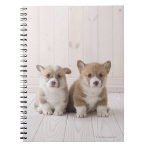 Welsh Corgi Puppies Notebook