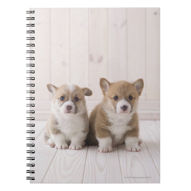 Welsh Corgi Puppies Notebook (Front)